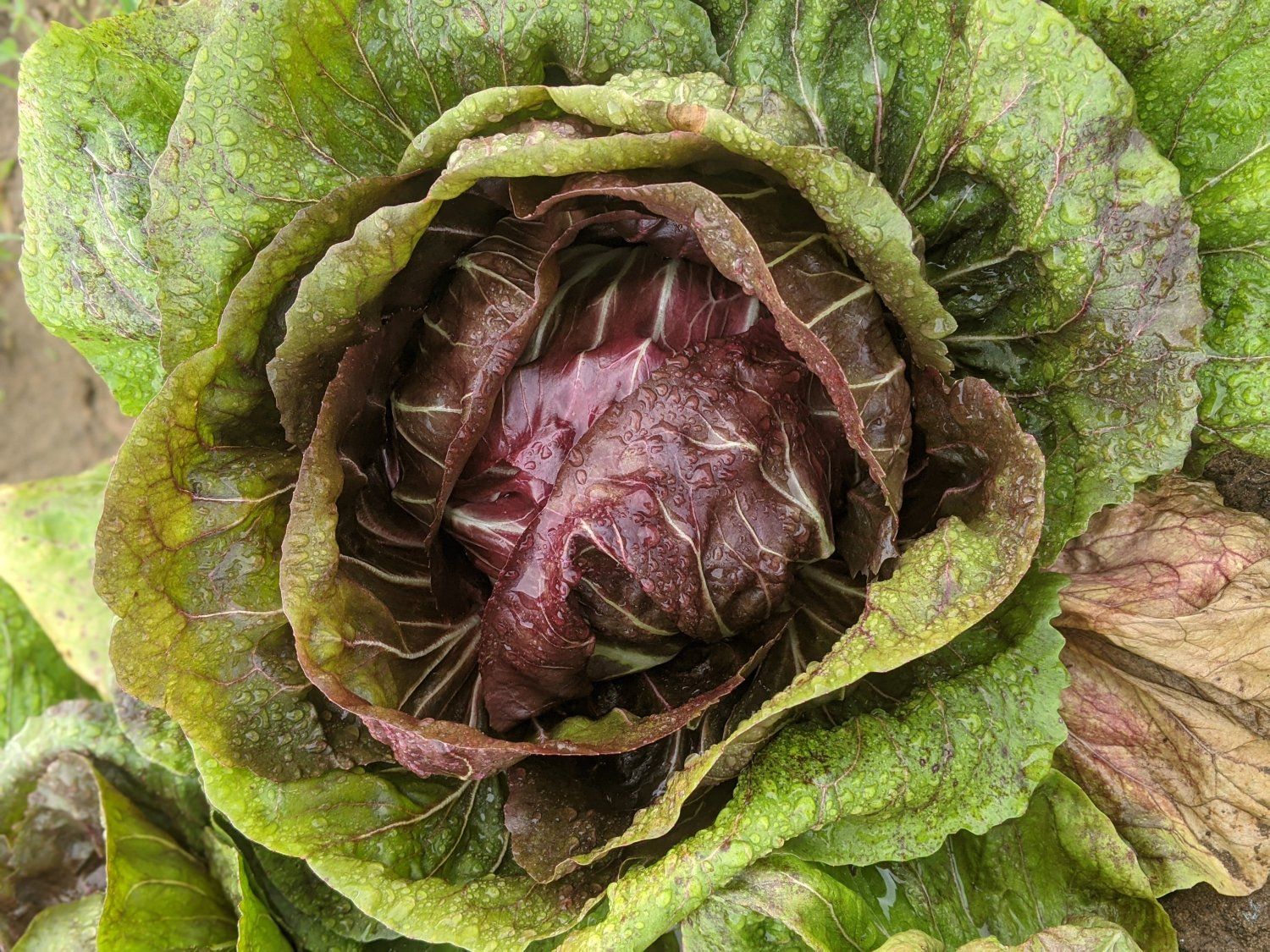 Previous Happening: Radicchio- perfect green for winter salads