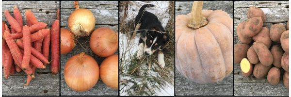 Previous Happening: Carrots, Onions, Squash, Potatoes... and a puppy!