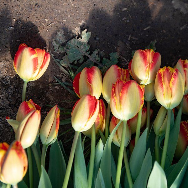 Tulips in time for Valentine's Day - order by 8am Monday, February 7!