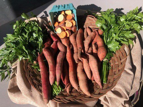 Next Happening: Our sweet potato cellar is emptying