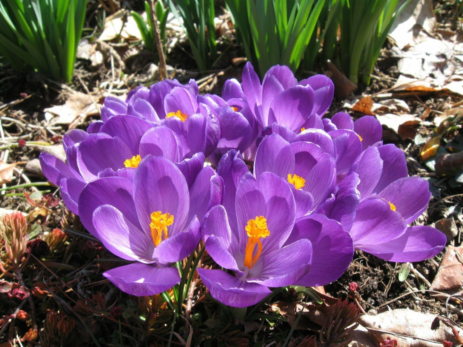 Previous Happening: Spring in Bloom
