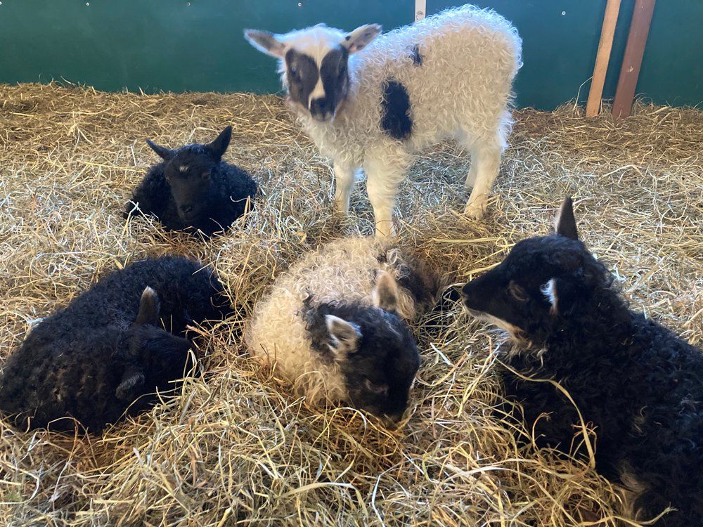 Previous Happening: Farm Happenings 5/2/22: Mother's Day is May 8! / Update from Moorit Hill Farm