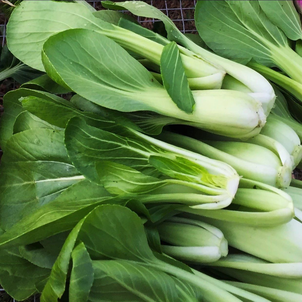 Spring Week 6: Bok Choy, Tomatoes & new products!