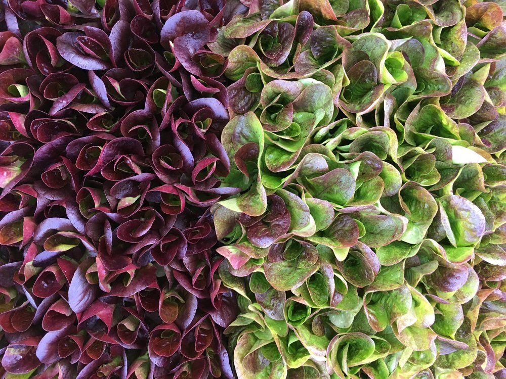 Farm Happenings 5/9/22: Spring Greens are Making an Appearance! / Update from South Paw Farm