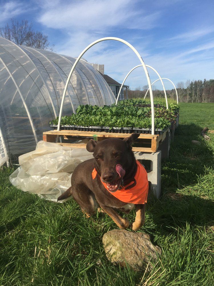 Previous Happening: Farm Happenings 5/16/22: The days are warming! / Update from Seven Moon Farm