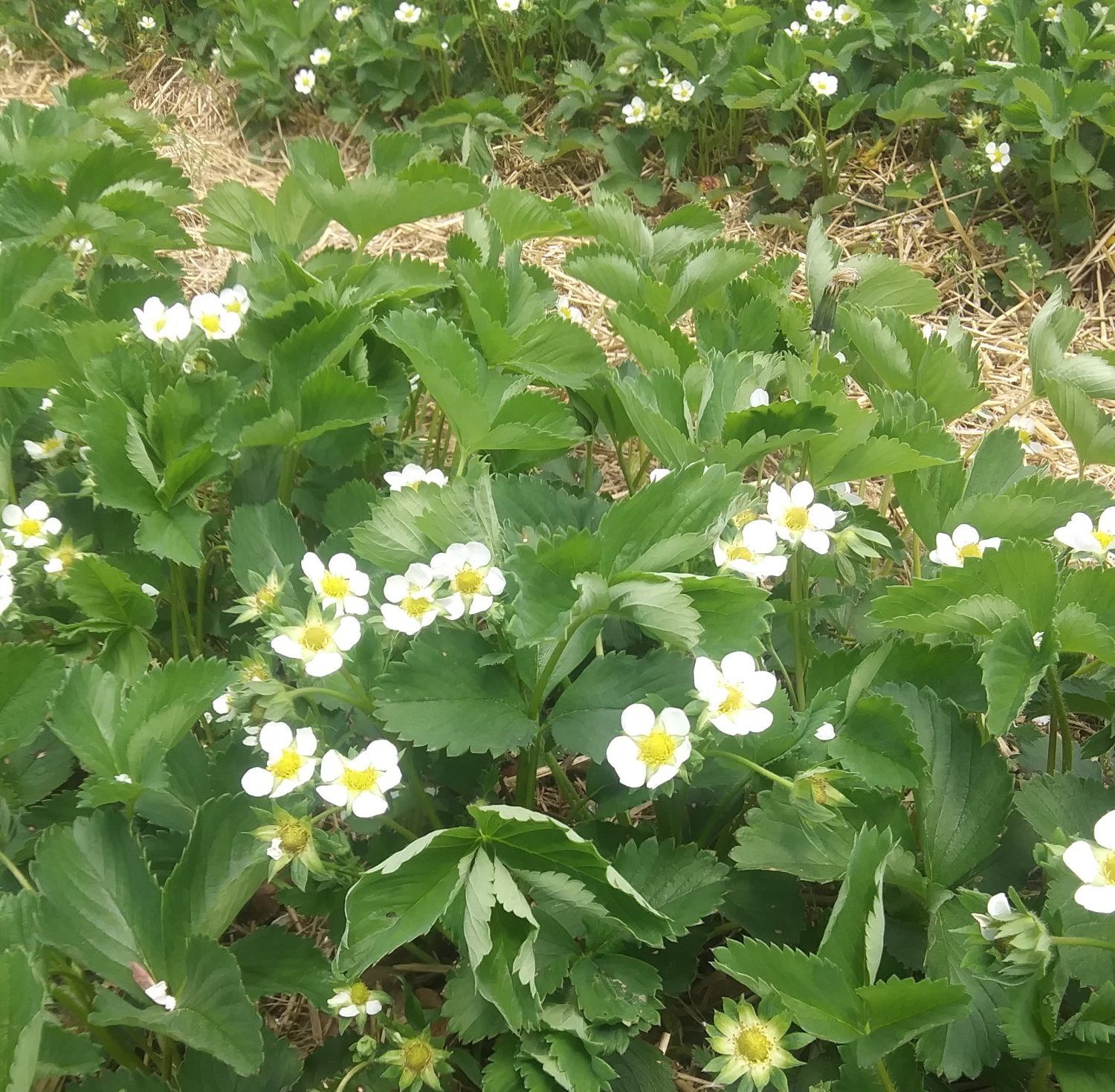 Blooming Strawberries and First Fresh Produce