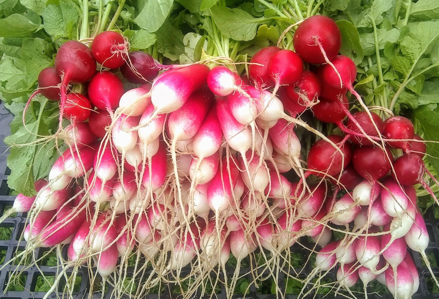 Previous Happening: Cool, Crunchy Radishes