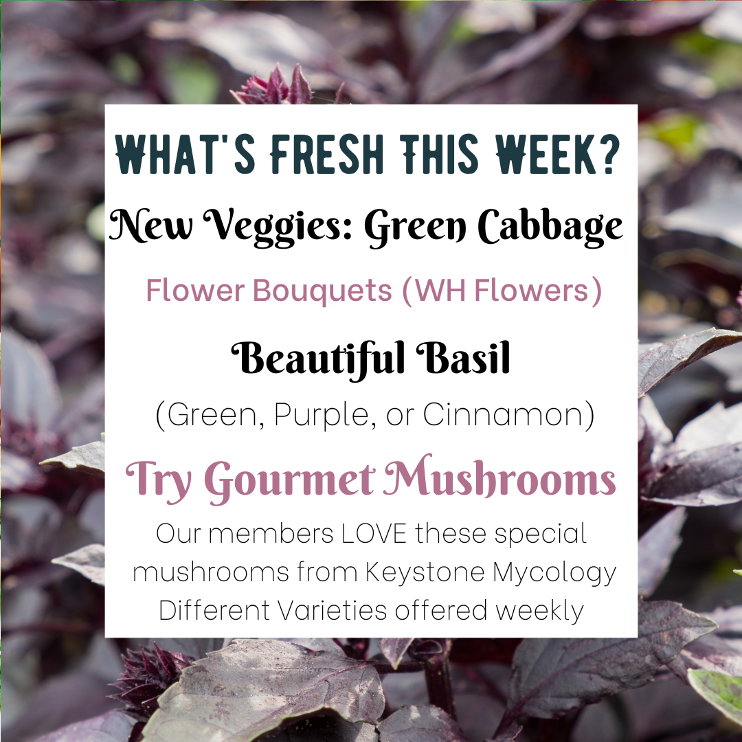 Next Happening: Basil- Three Varieties- Pick ONE or try them ALL