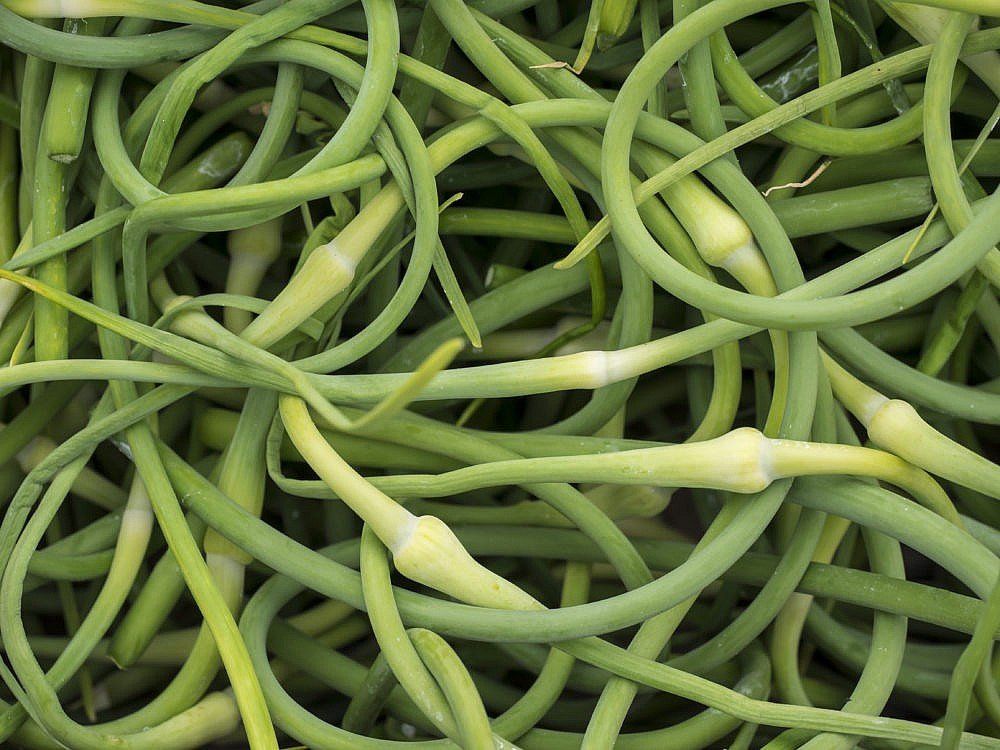 Previous Happening: Summer Week 4: July 4 Schedule Changes & Garlic Scapes!