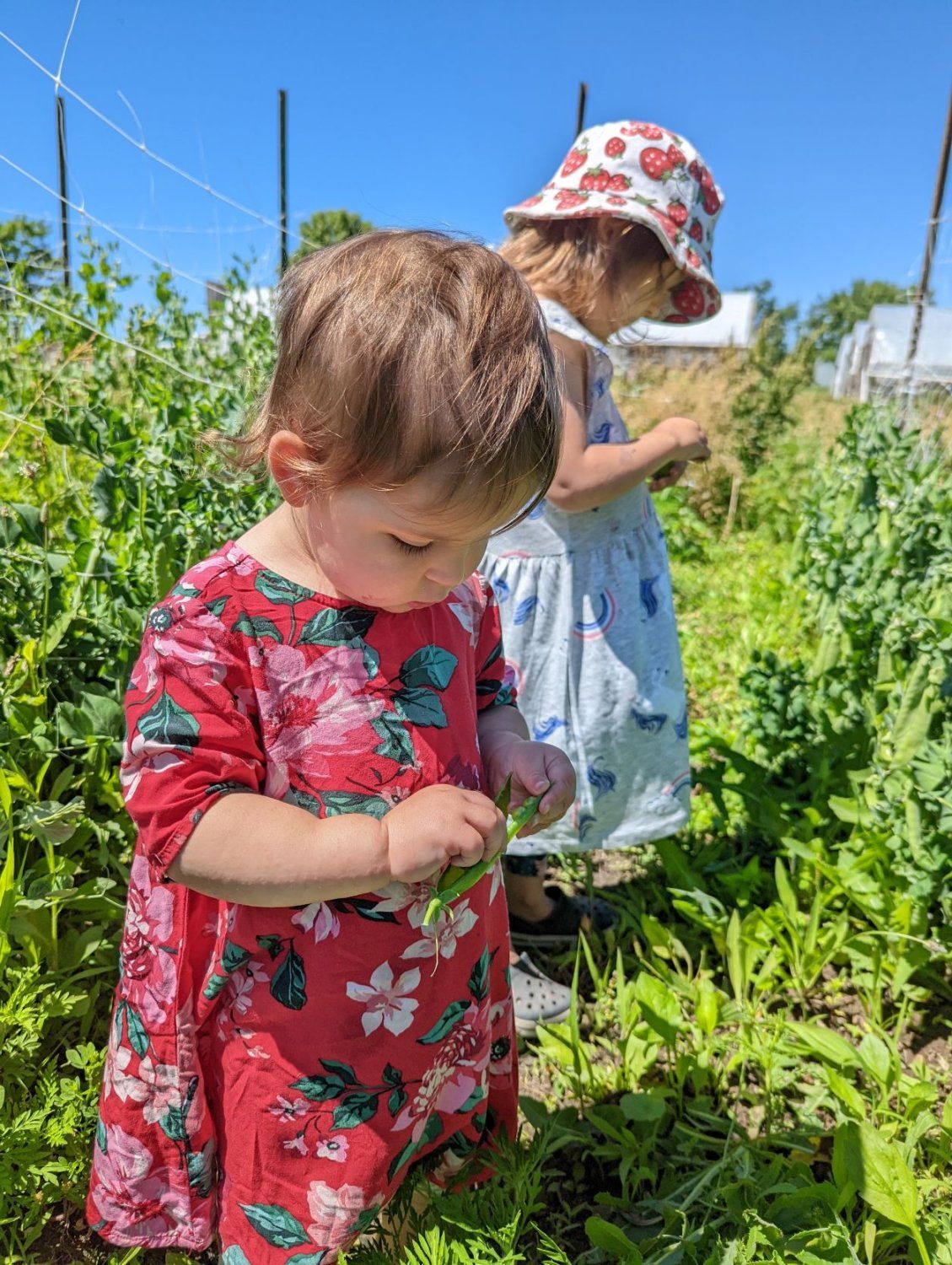 Next Happening: 2022 Farm Share Week 4 - Welcome Summer