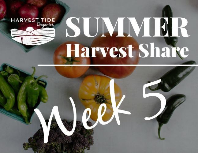 Summer Harvest Share - Week 5