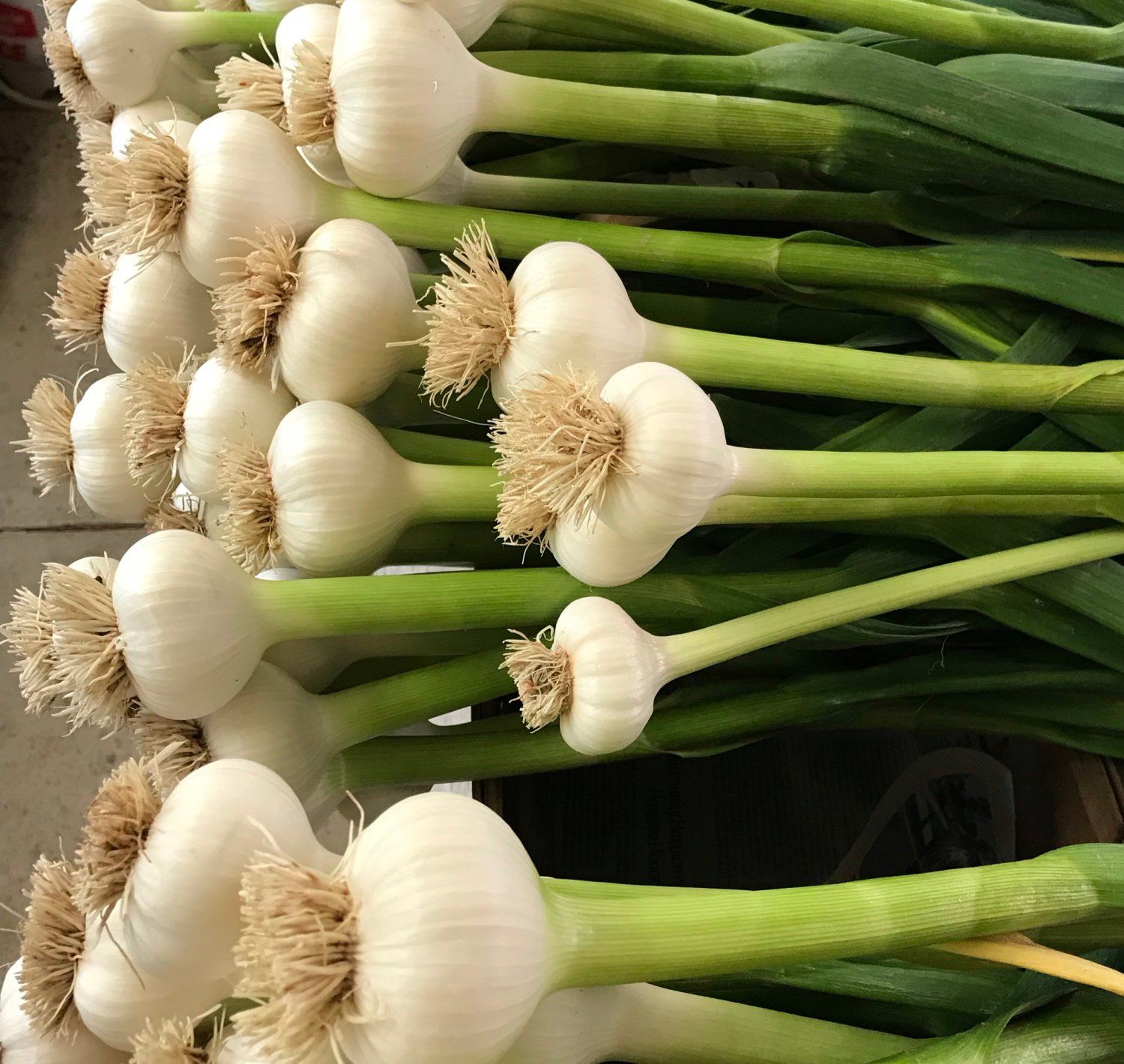Next Happening: Fresh Garlic Is Here!