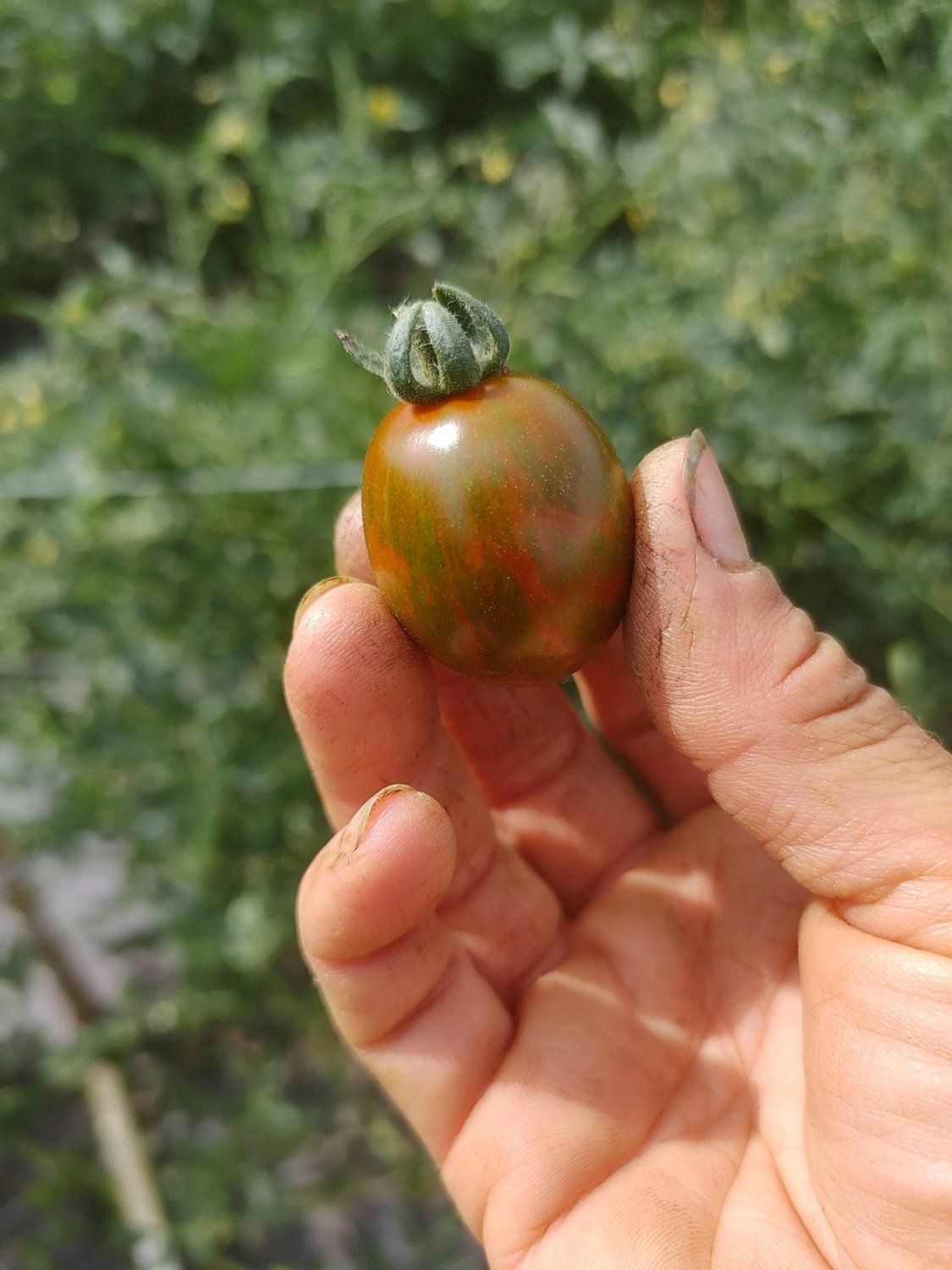 Next Happening: C'mon tomatoes...