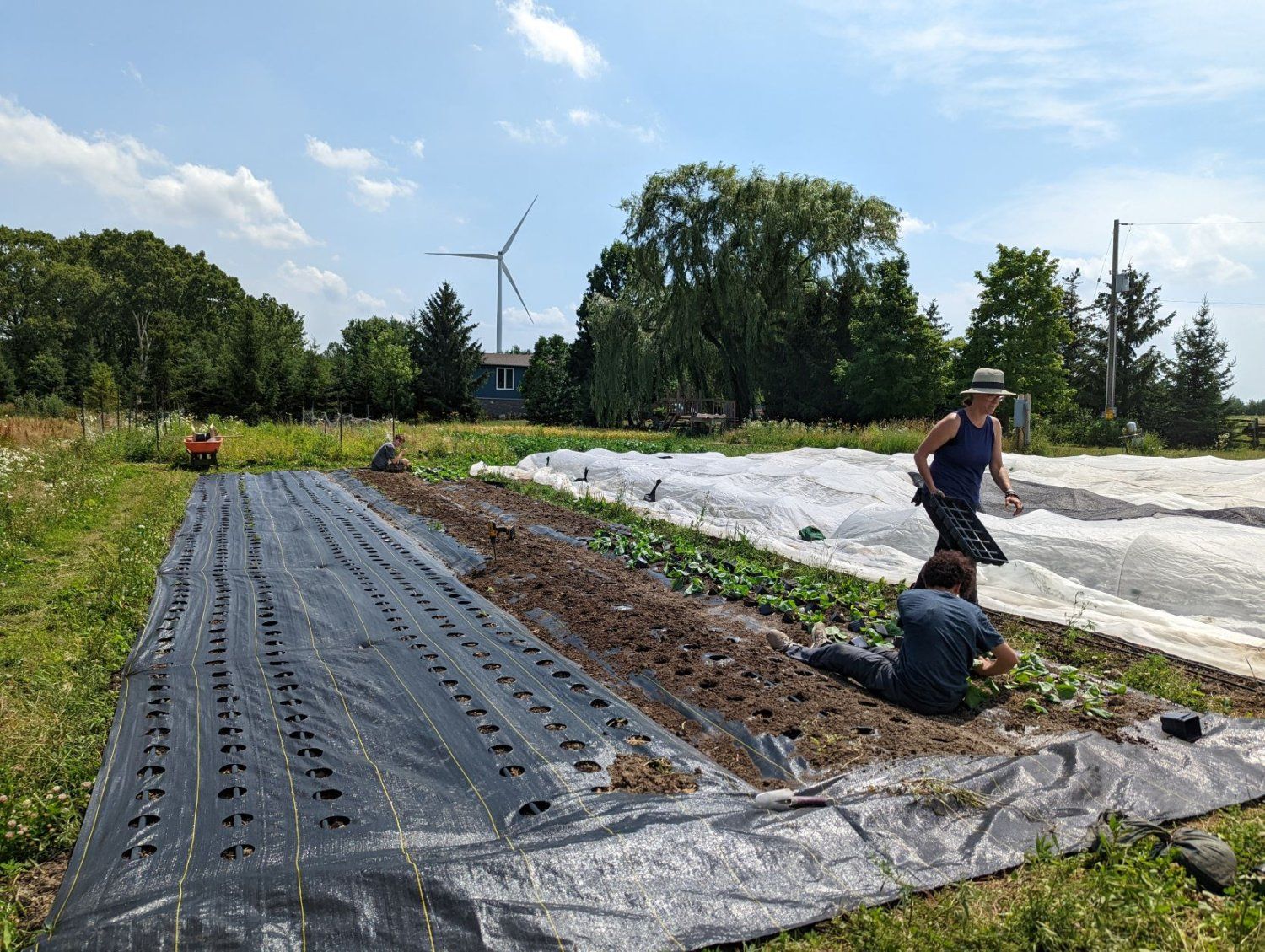Previous Happening: 2022 Farm Share Week 8 - Summer Picking + Fall Planting