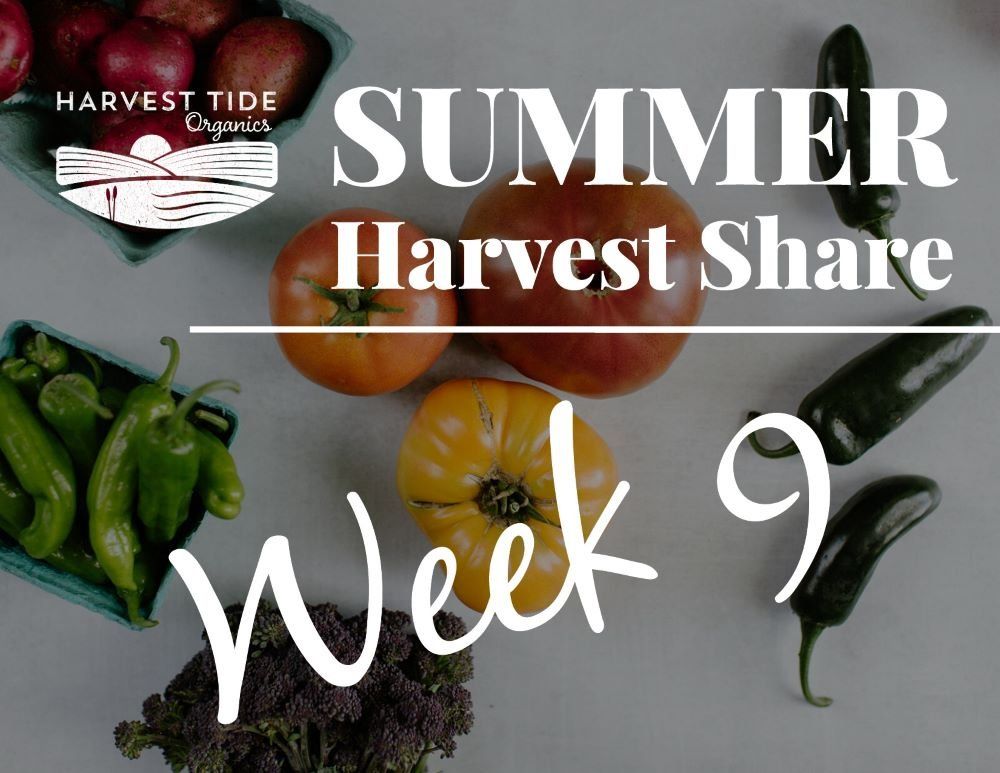Next Happening: Summer Harvest Share - Week 9