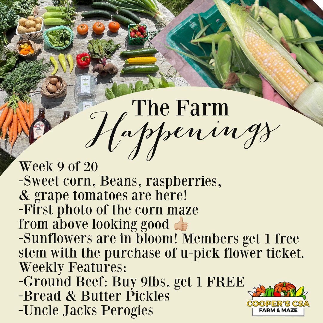 "The Farm Box"-Coopers CSA Farm Farm Happenings Aug. 2nd-7th: Week 9