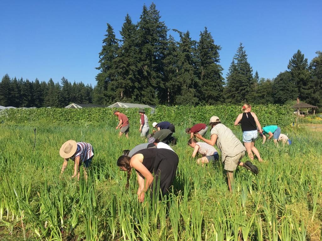Next Happening: The great onion weeding race!