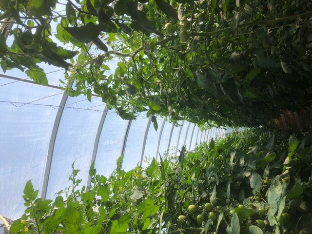 Next Happening: Lettuce Rejoice! Aug 12, 2022 - Glorious Rain!