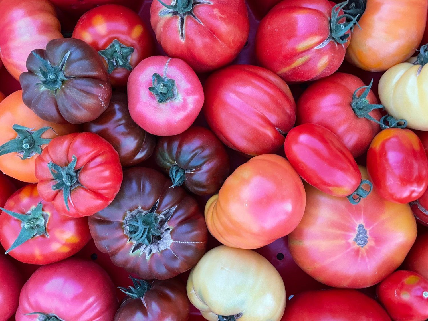 Next Happening: So Many Tomatoes!