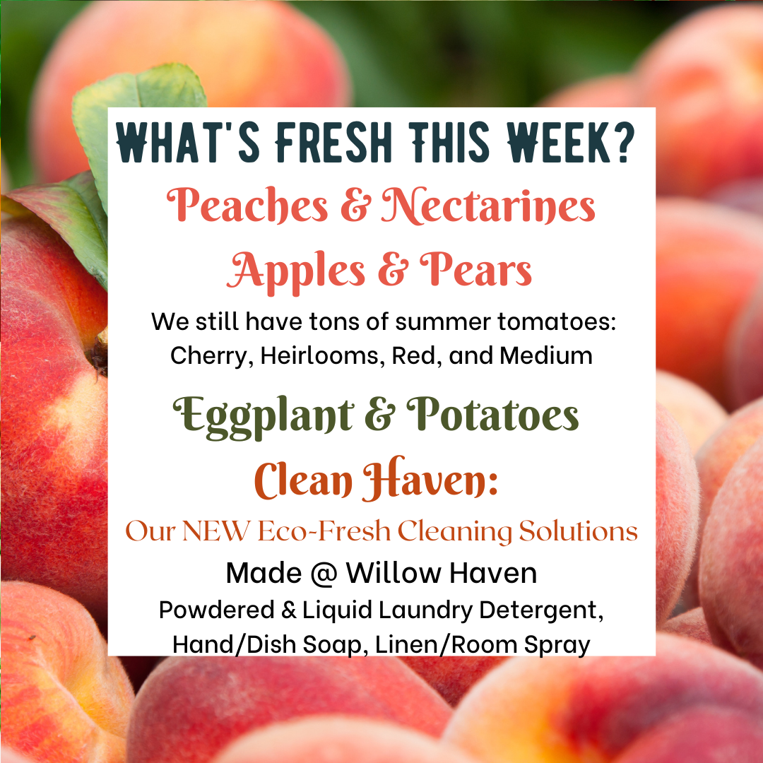 Introducing CLEAN HAVEN: Eco-Fresh Cleaning Solutions + LOADS of Fresh Fruit this week