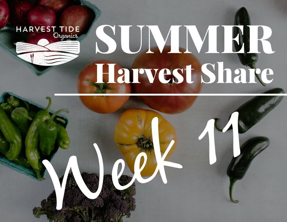 Next Happening: Summer Harvest Share - Week 11