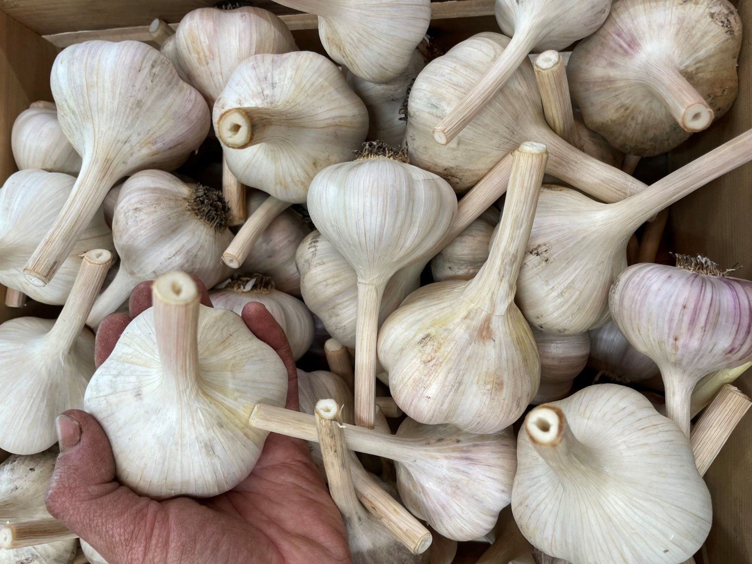 Curing Garlic
