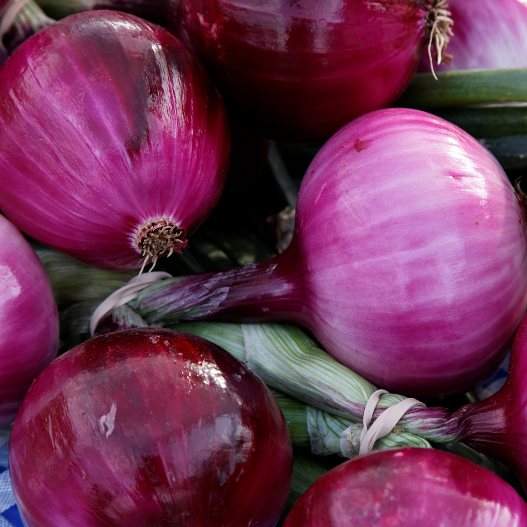 Onion Harvest and Tomato Season Update