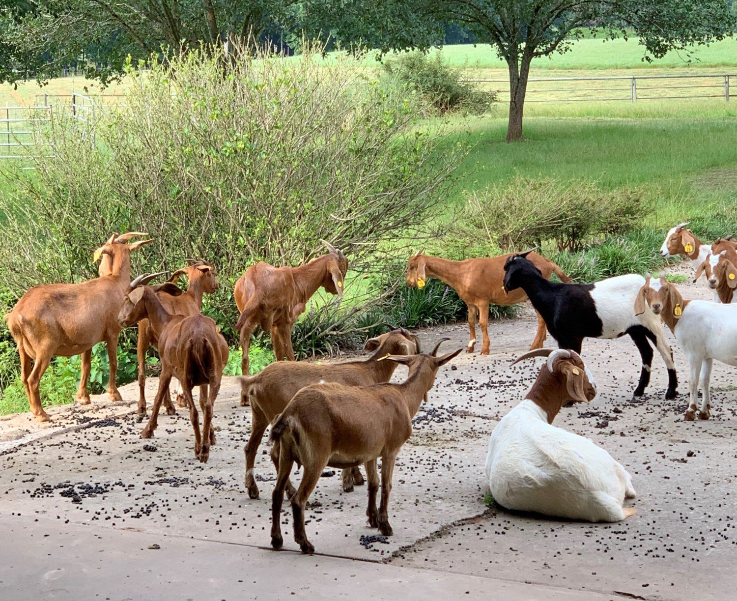 Our Stubborn Goats
