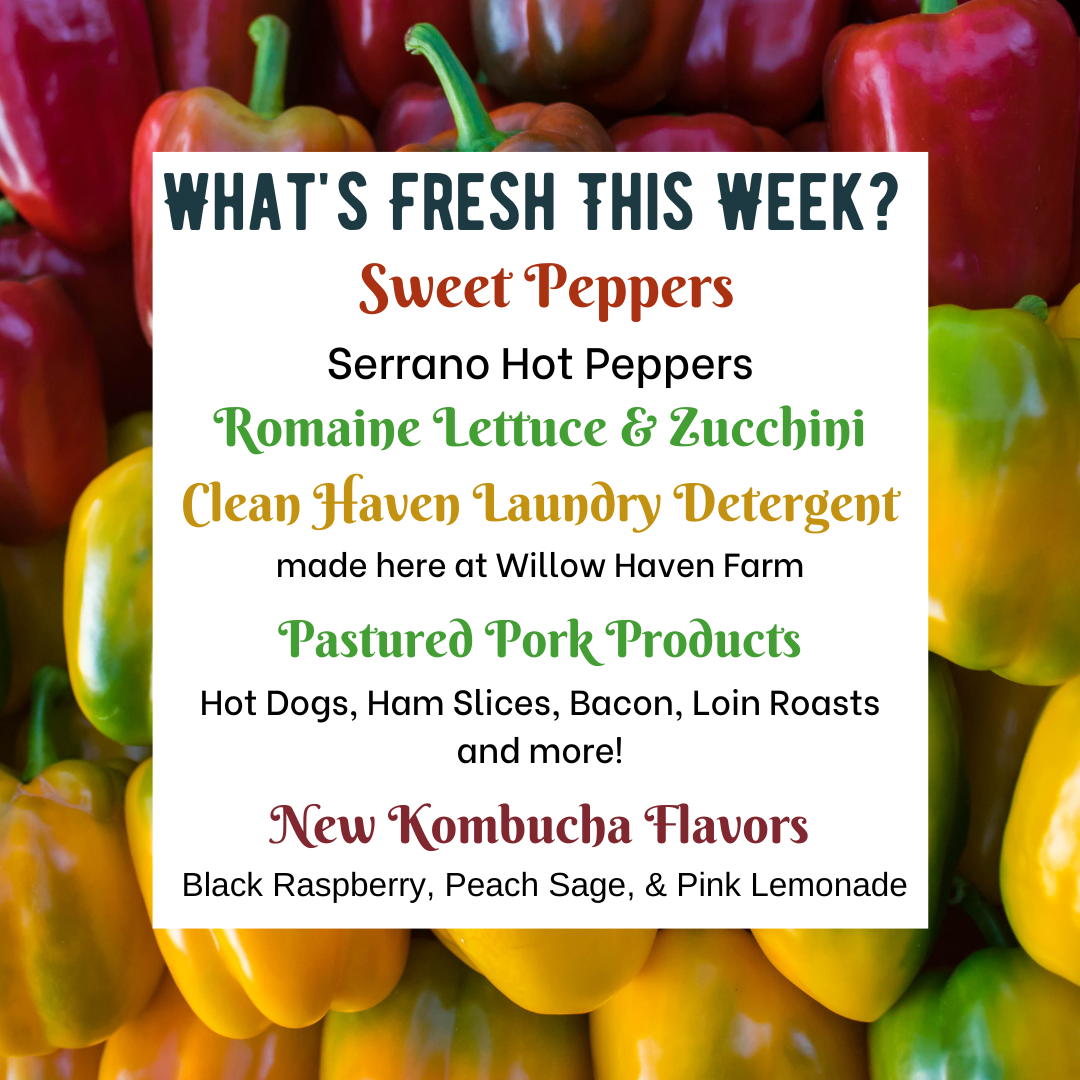 Sweet Colored Peppers are HERE + a Brand New HOT Pepper
