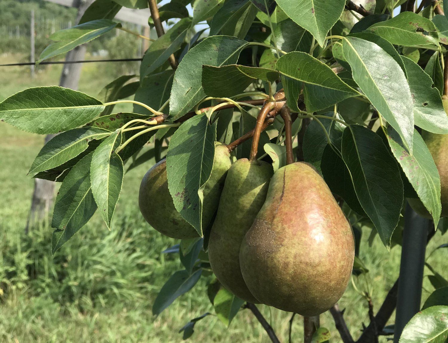 All About Pears at Bayfield Apple Company