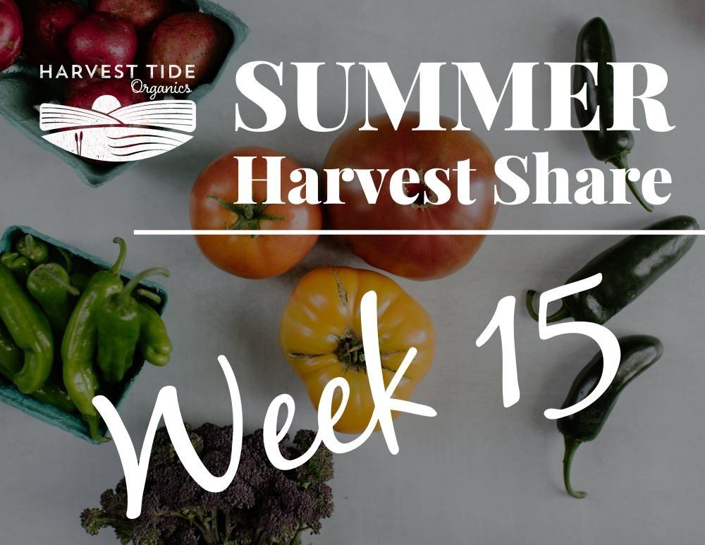 Summer Harvest Share - Week 15