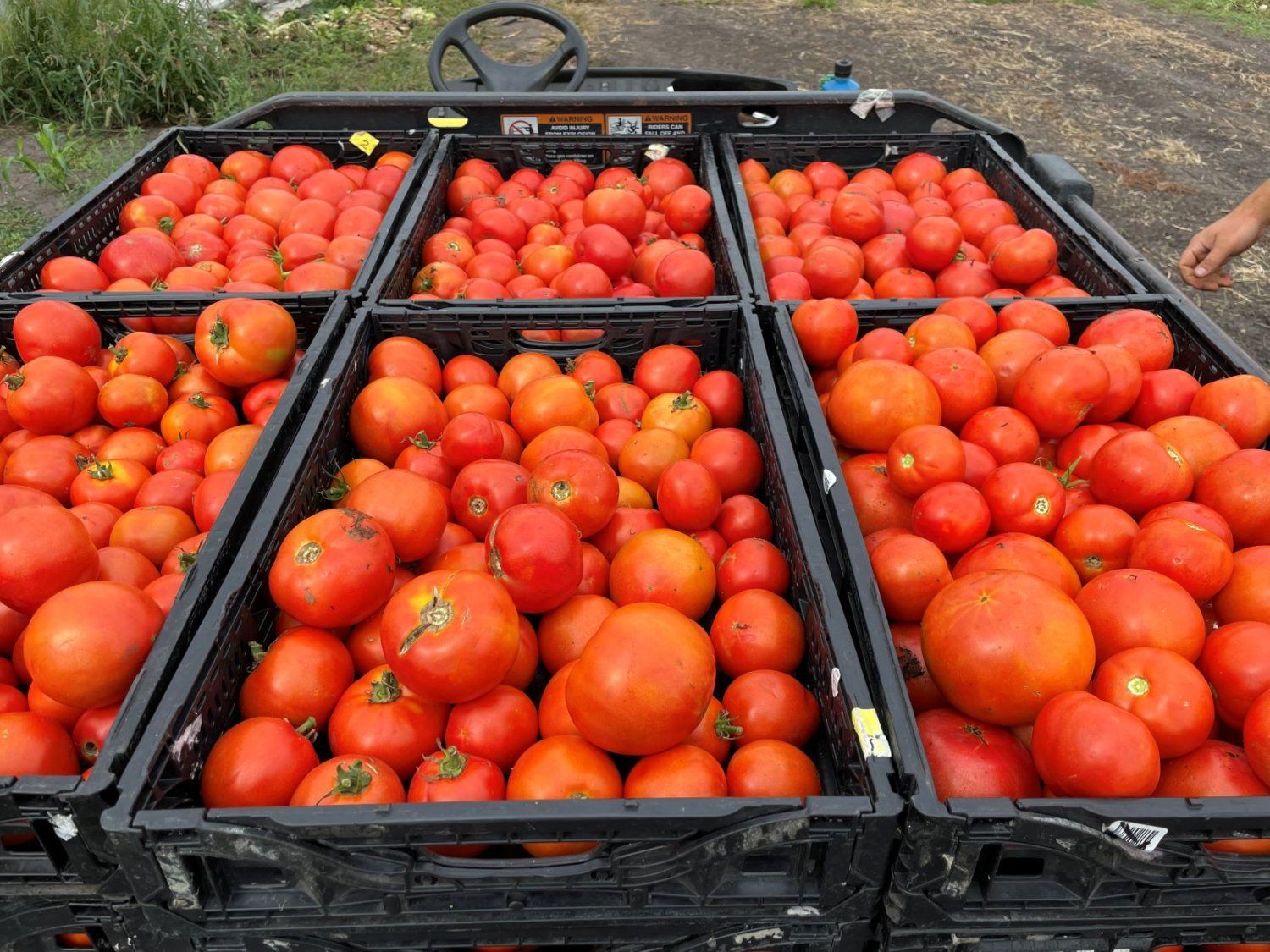 Peak Tomatoes & U of MN Tomato Study on Our Farm