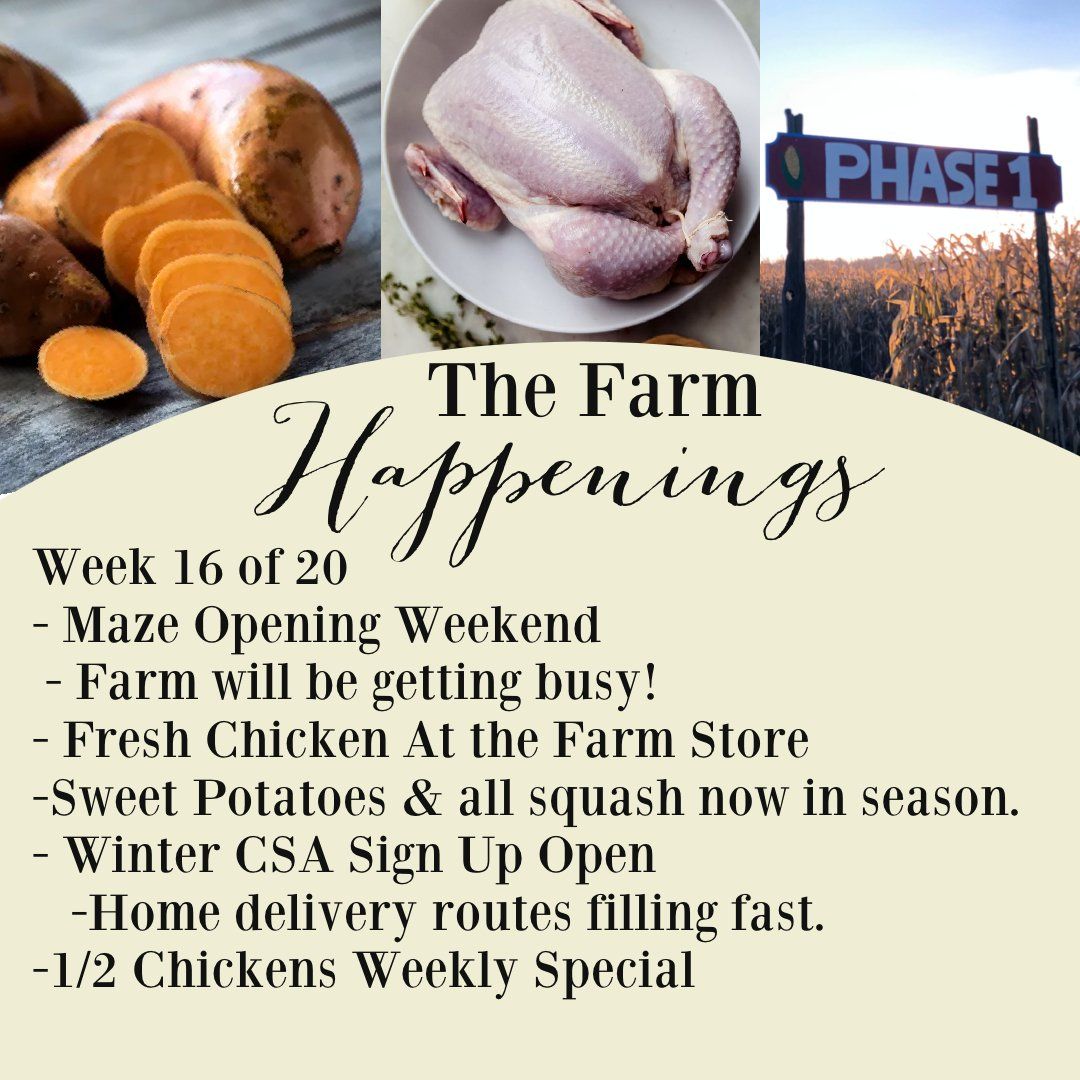 Previous Happening: "The Farm Box"-Coopers CSA Farm Farm Happenings Sept. 20th-27th