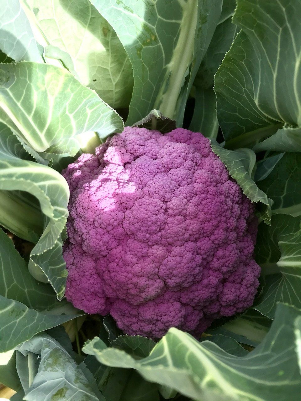 Previous Happening: Purple Cauliflower, Delicata, and Mustard Greens Available this Week