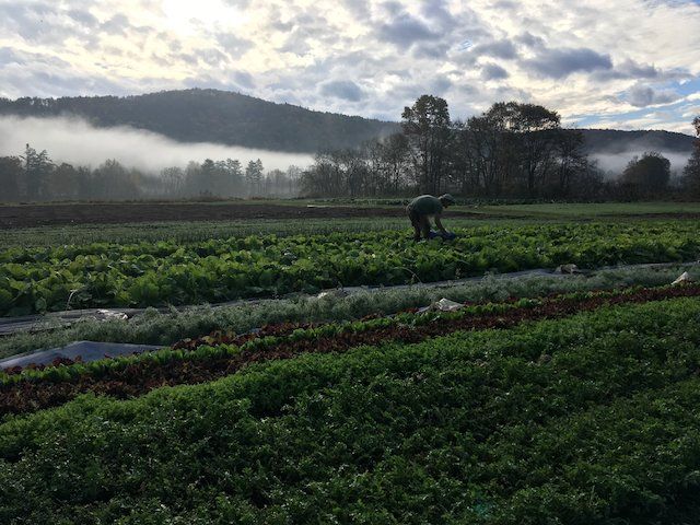 Previous Happening: Frosty Mornings, Sweeter Veggies