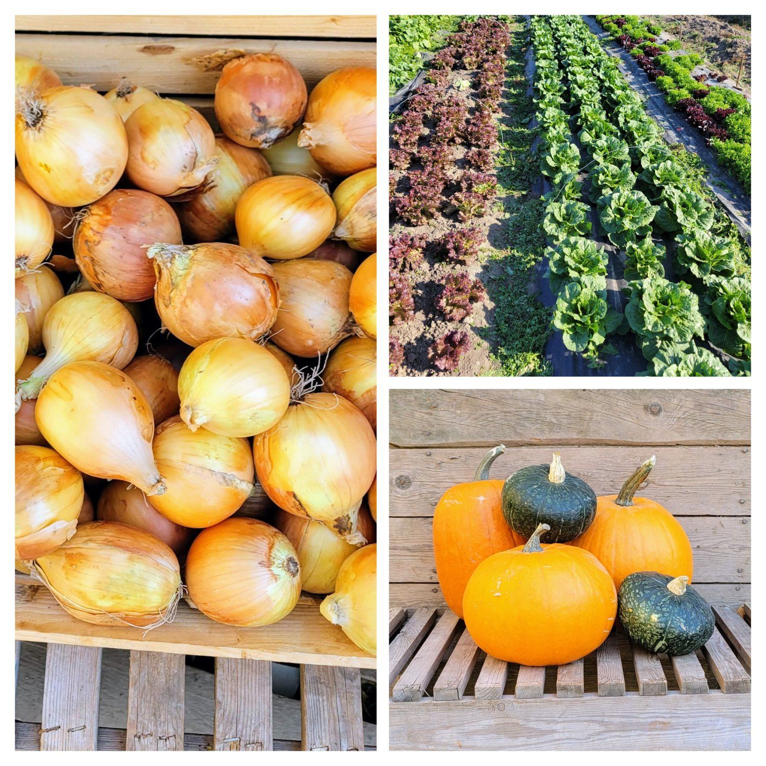 Farm Stand for October 12 & 13, 2022