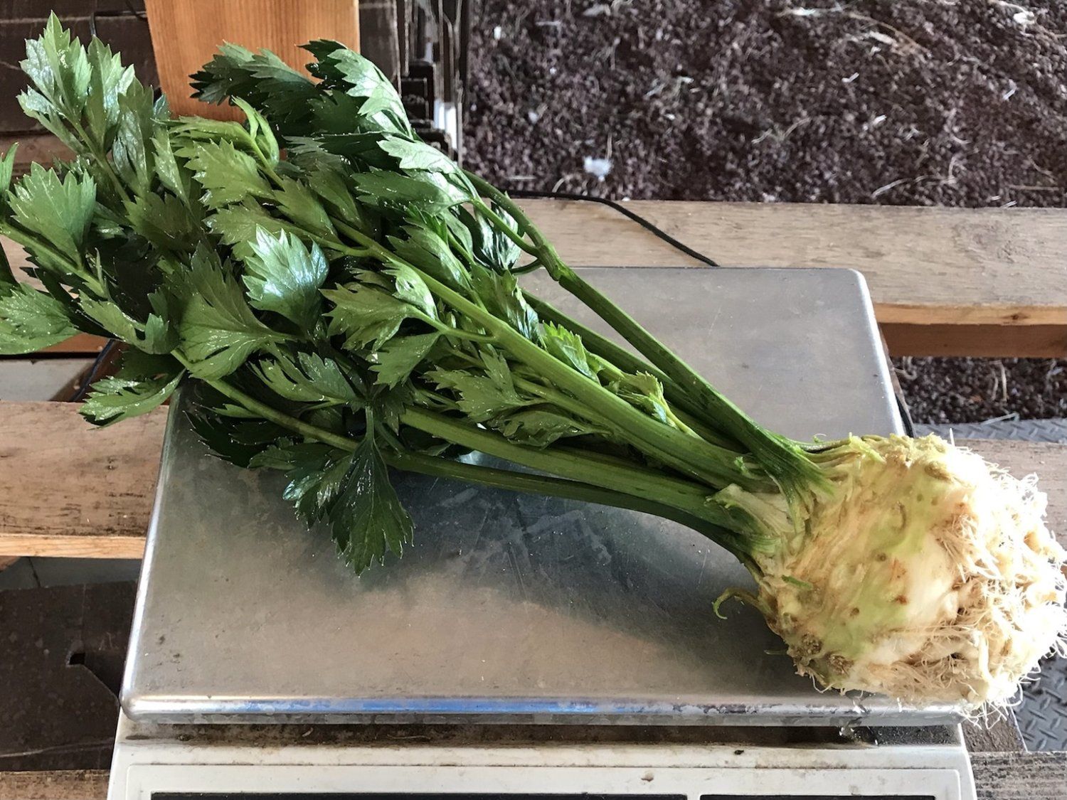 Previous Happening: Celeriac, Rosemary, and Baby Bok Choy this Week
