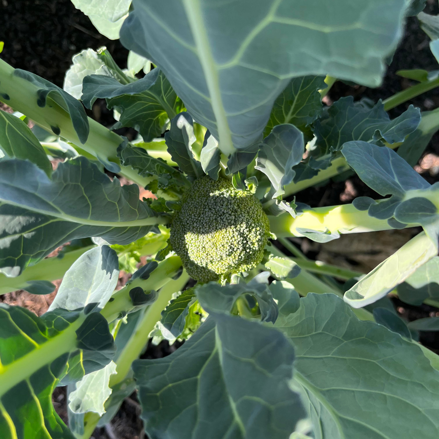 Broccoli and more on the way...