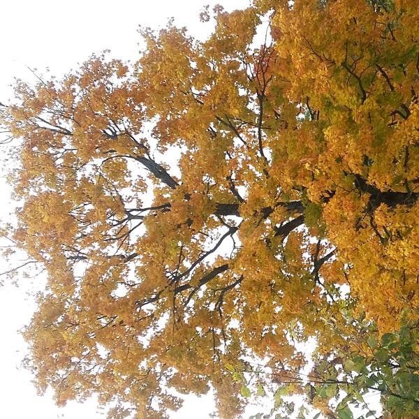 Week 19 -- Fall colours and rain!