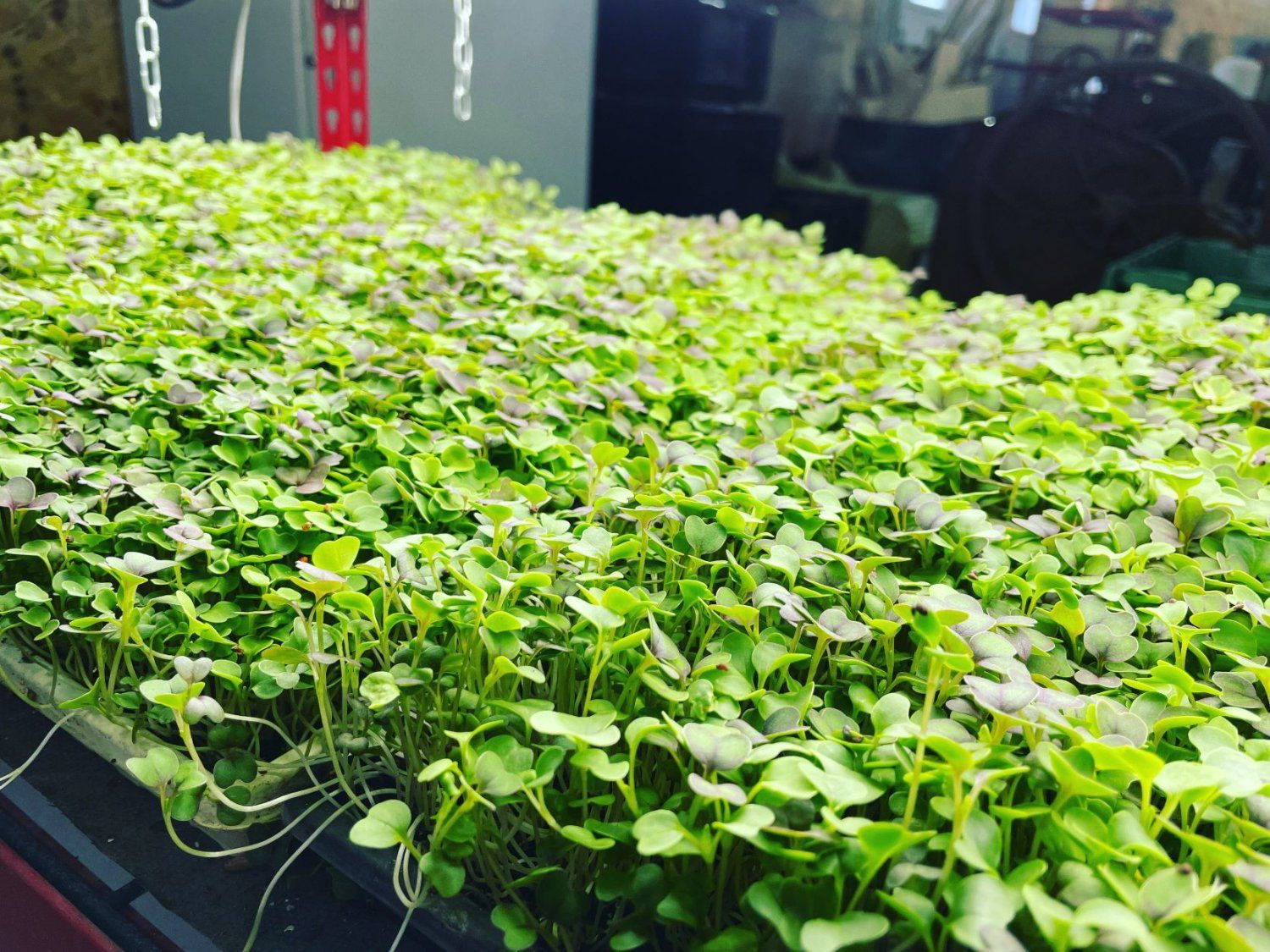 Previous Happening: Trialing Microgreens!