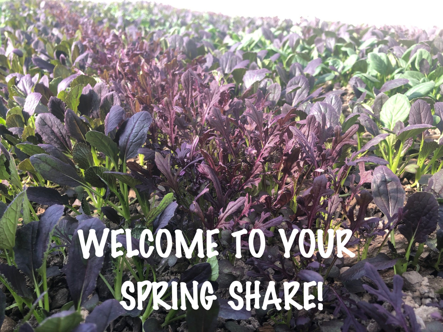 Lettuce Rejoice! April 6, 2023 - Spring Share Week 1!