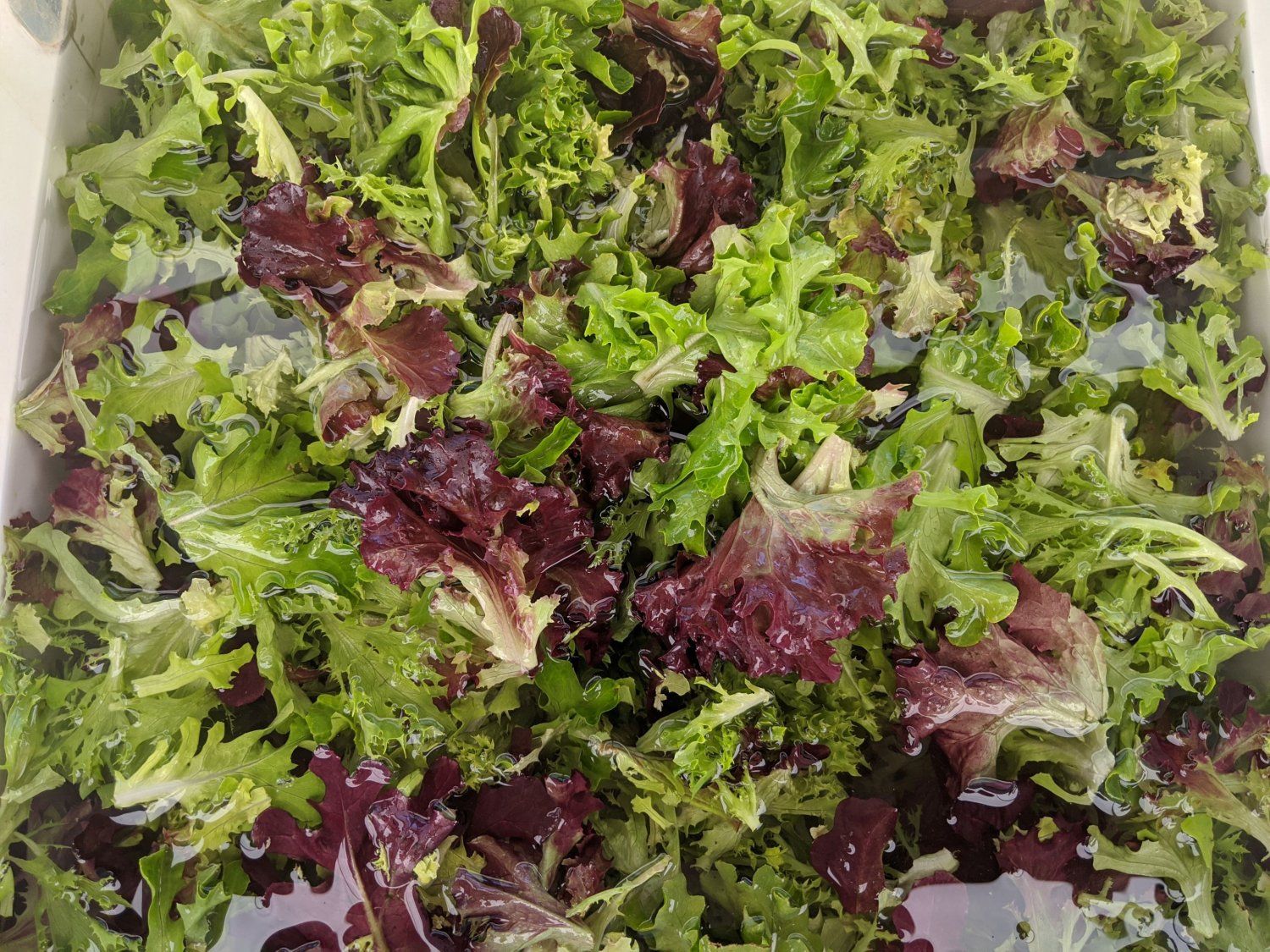 Previous Happening: Salad Mix Is Back!