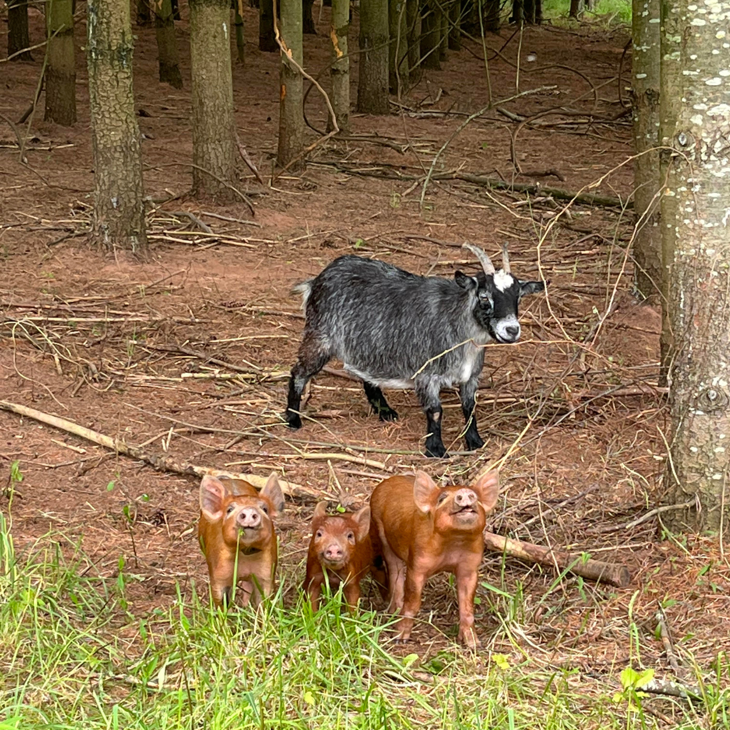 Goats and piglets are here!