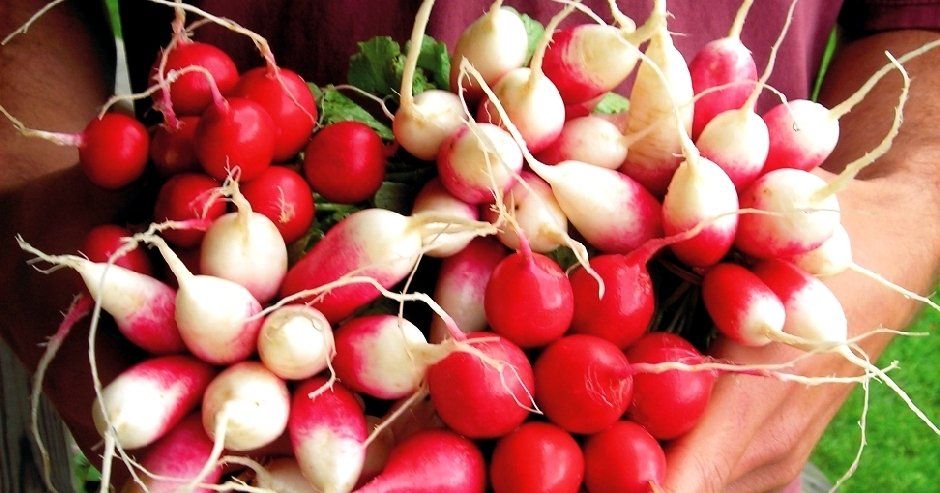 Previous Happening: Radishes This Week