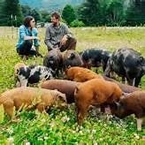 Next Happening: Farm Happenings for June 8th (Pork Shares)