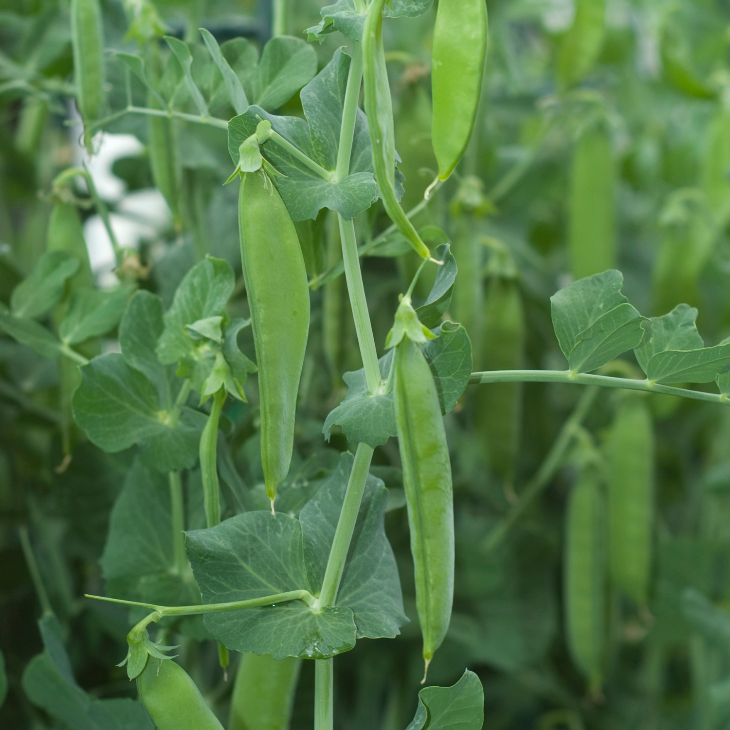 Snap and Snow Peas are In! *AND U-PICK PEA OPPORTUNITY!*