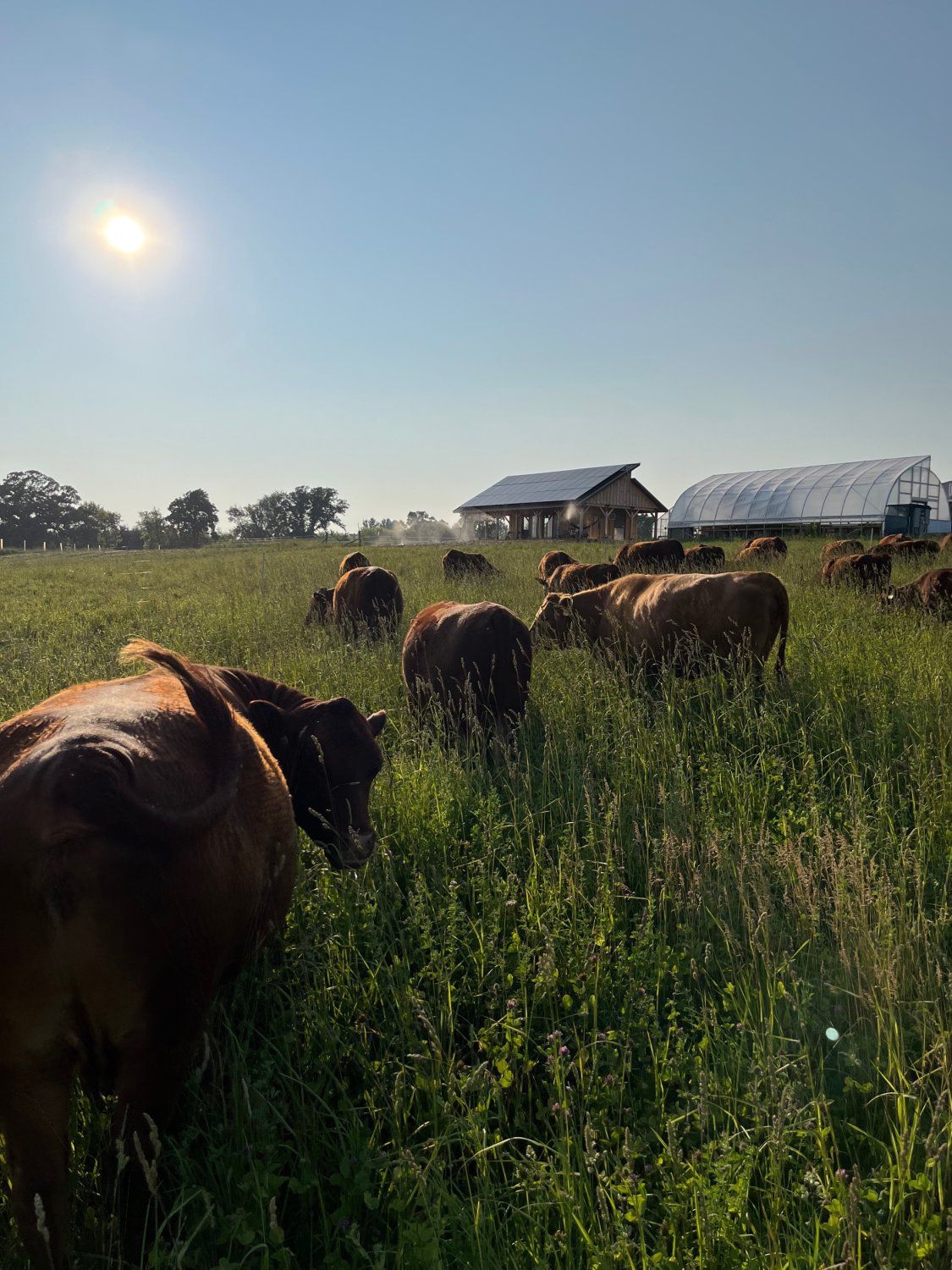 Next Happening: Sunny Cows