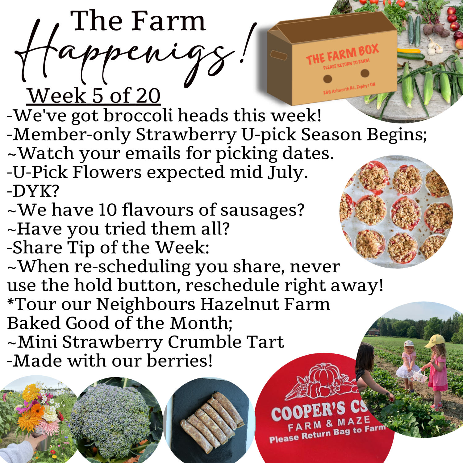"The Farm Box"-Coopers CSA Farm Farm Happenings Week 5 of 20