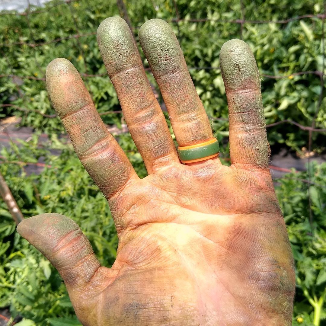 Tomato Trellising - dirty but colorful work