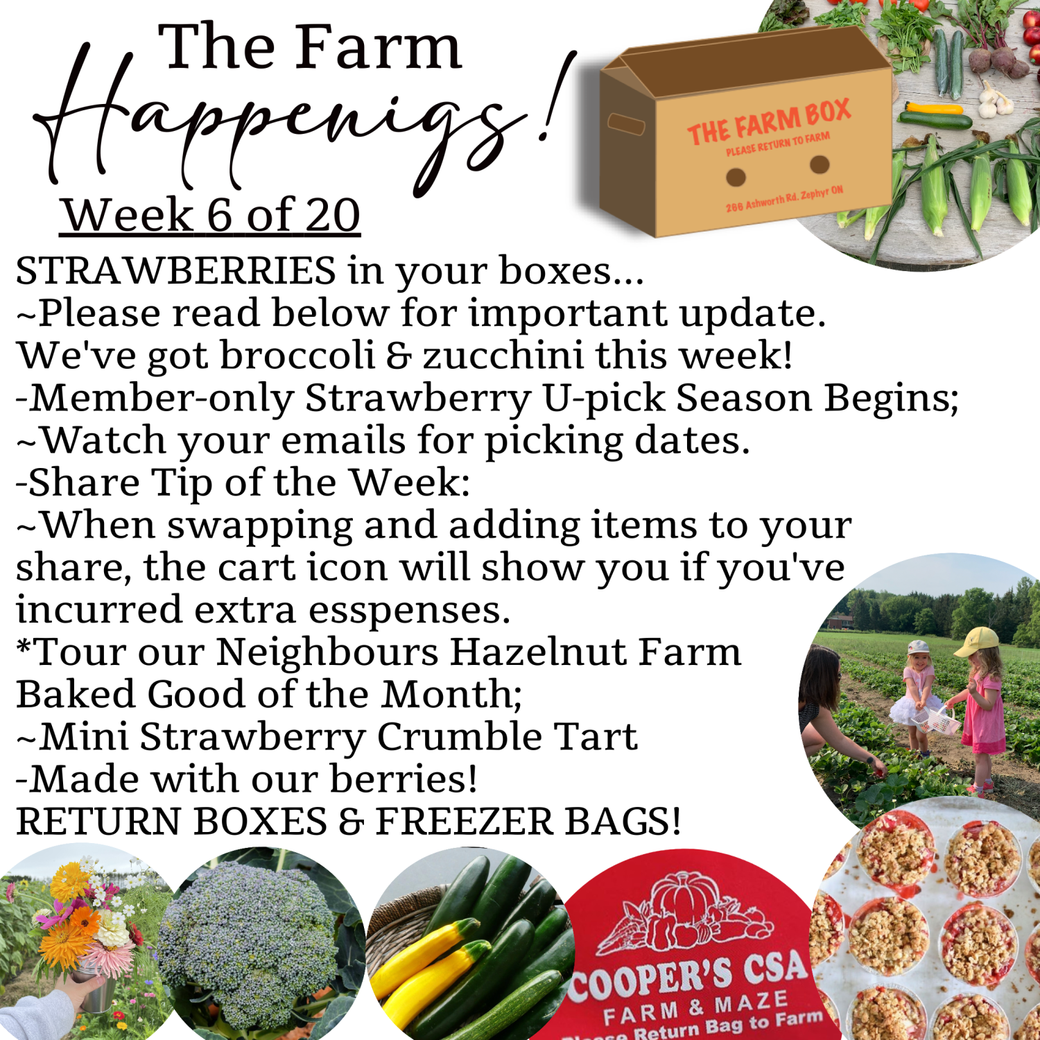 Next Happening: "The Farm Box"-Coopers CSA Farm Farm Happenings Week 6 of 20